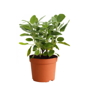 Salvia Officinalis Foglia Larga