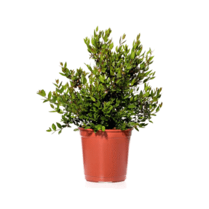Mirto