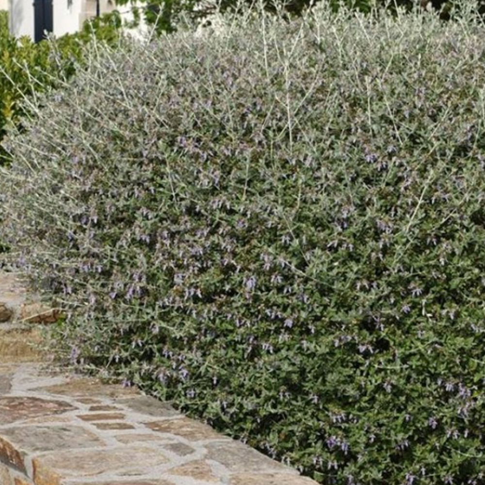 Teucrium Fruticans Selection - immagine 2