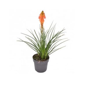 Kniphobia Uvaria Grandiflora