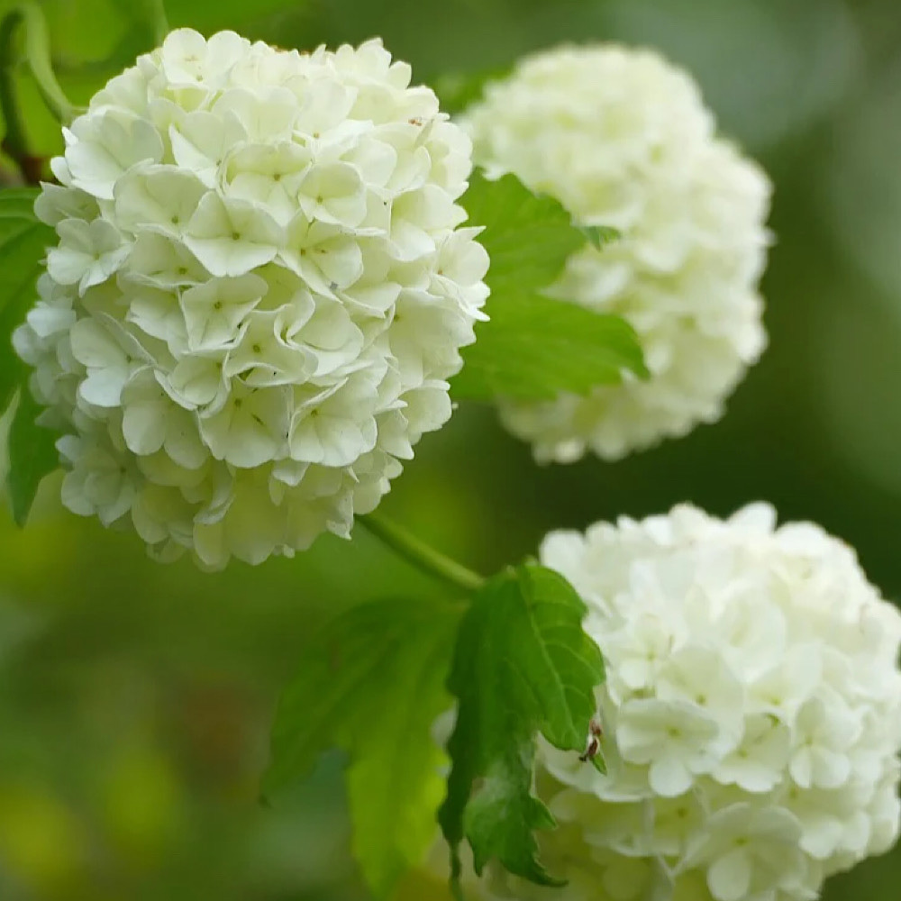 Viburnum Opu. Roseum - immagine 2