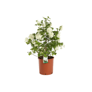 Viburnum Opulus