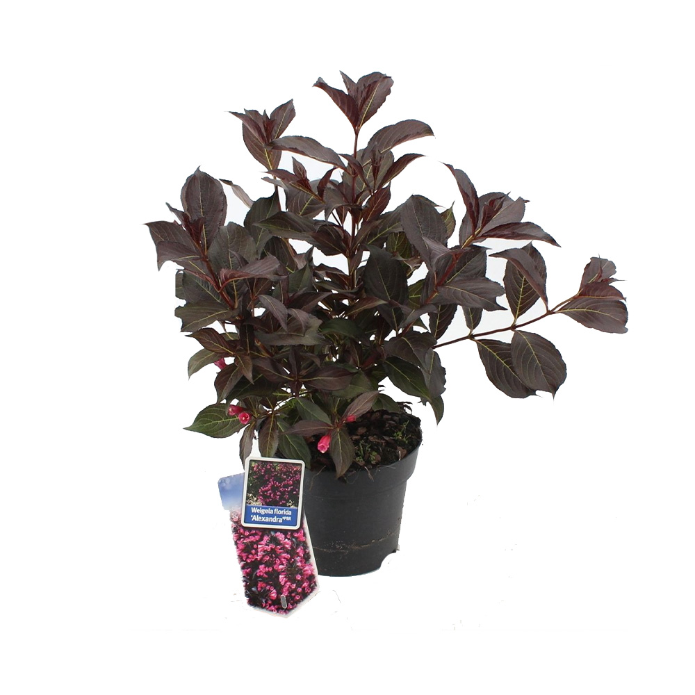 Weigela Florida Alexandra