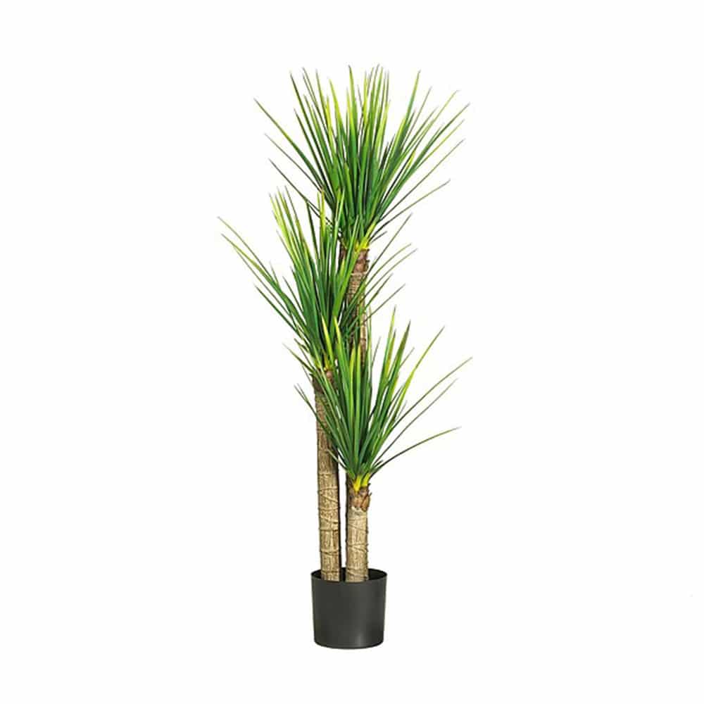 Yucca 3p