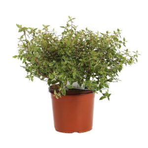 Abelia in varietà