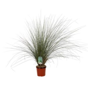 Muhlenbergia