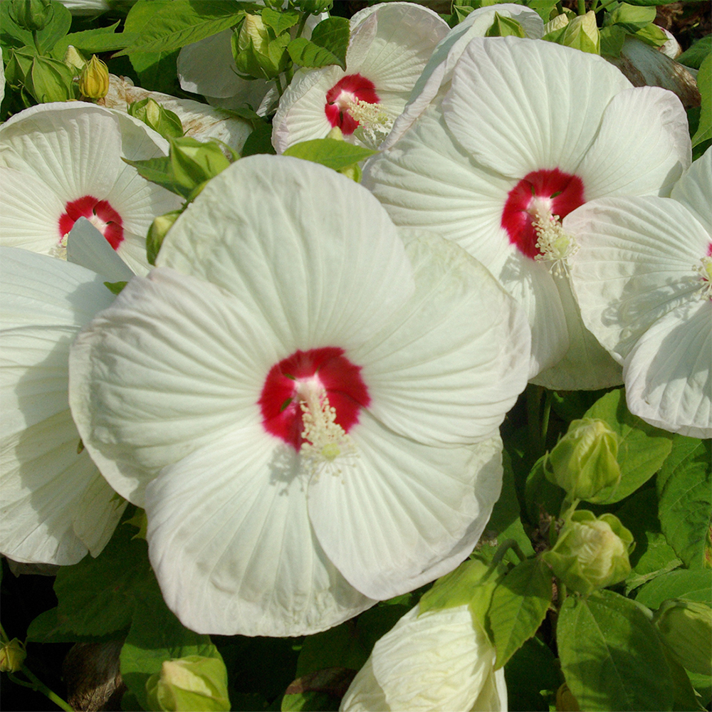 Hibiscus Moscheutos in Varietà - immagine 3