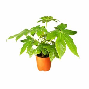 Aralia