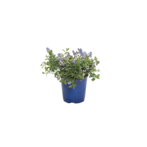 Nepeta in varietà: