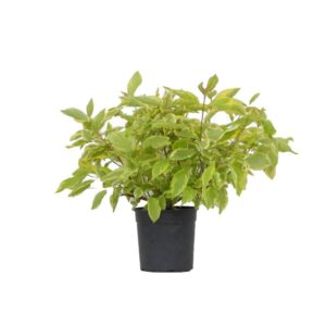 Cornus Alba in varietà