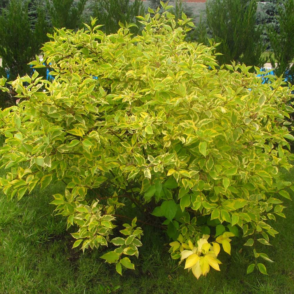 Cornus Alba in varietà - immagine 2