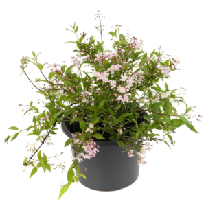 Deutzia in varietà