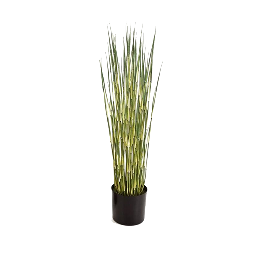 Equisetum