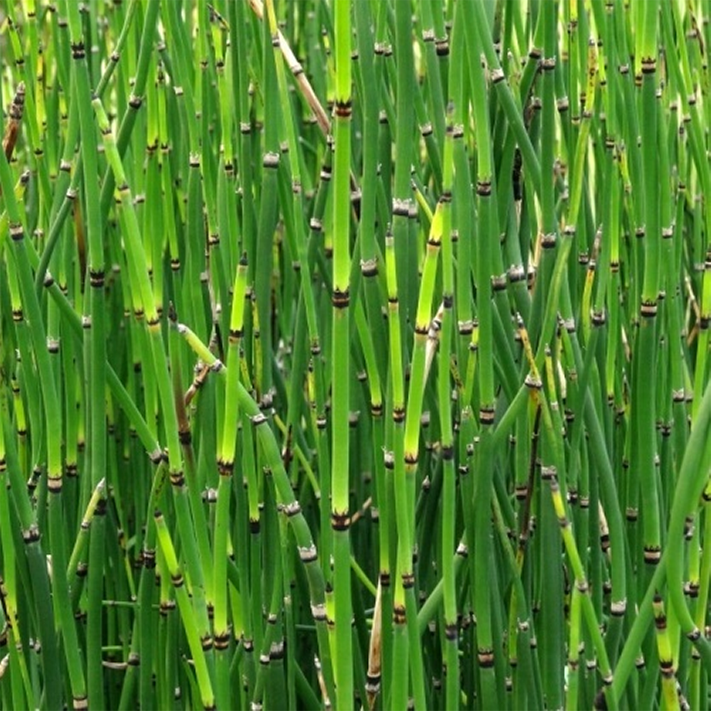 Equisetum - immagine 2