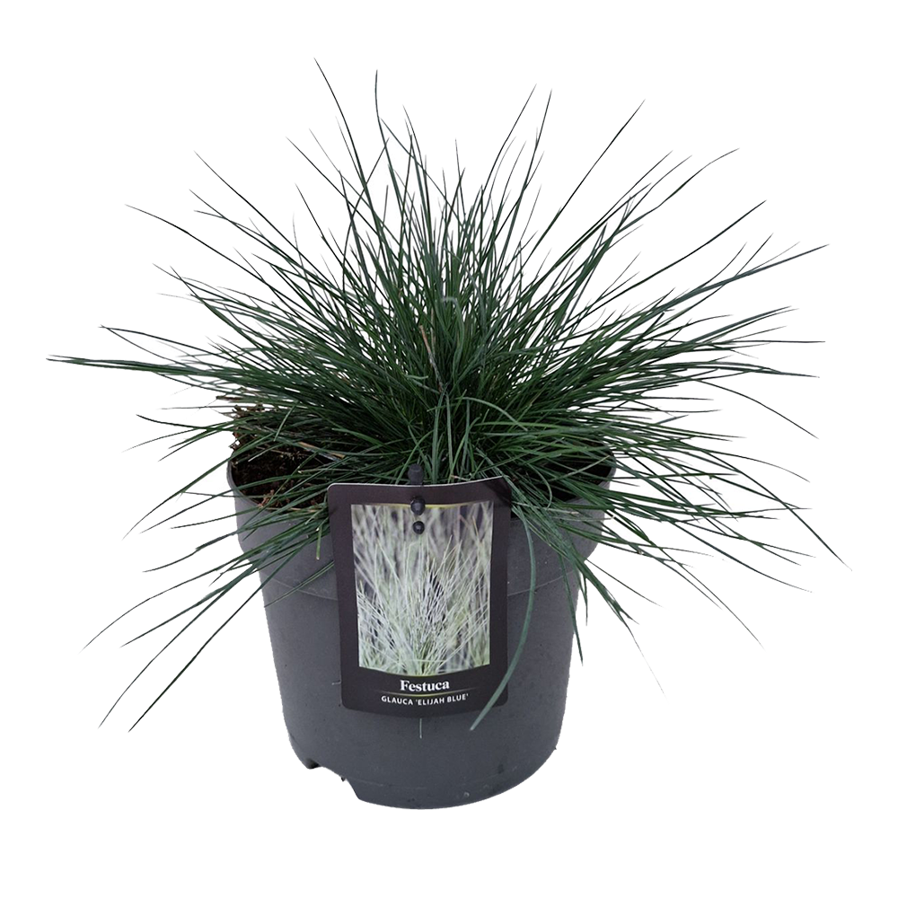 Festuca Glauca easy blue
