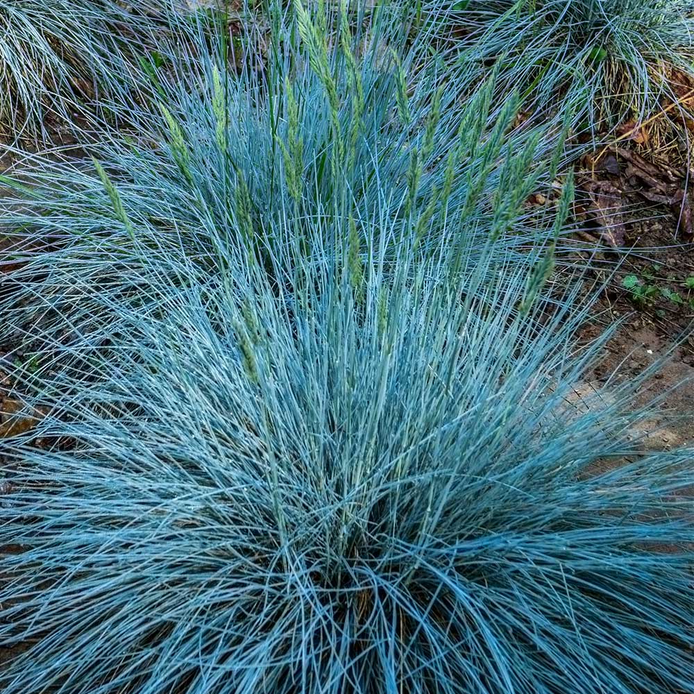 Festuca Glauca easy blue - immagine 2