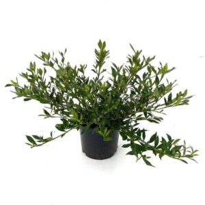 Gardenia arbustiva