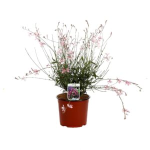 Gaura in Varietà