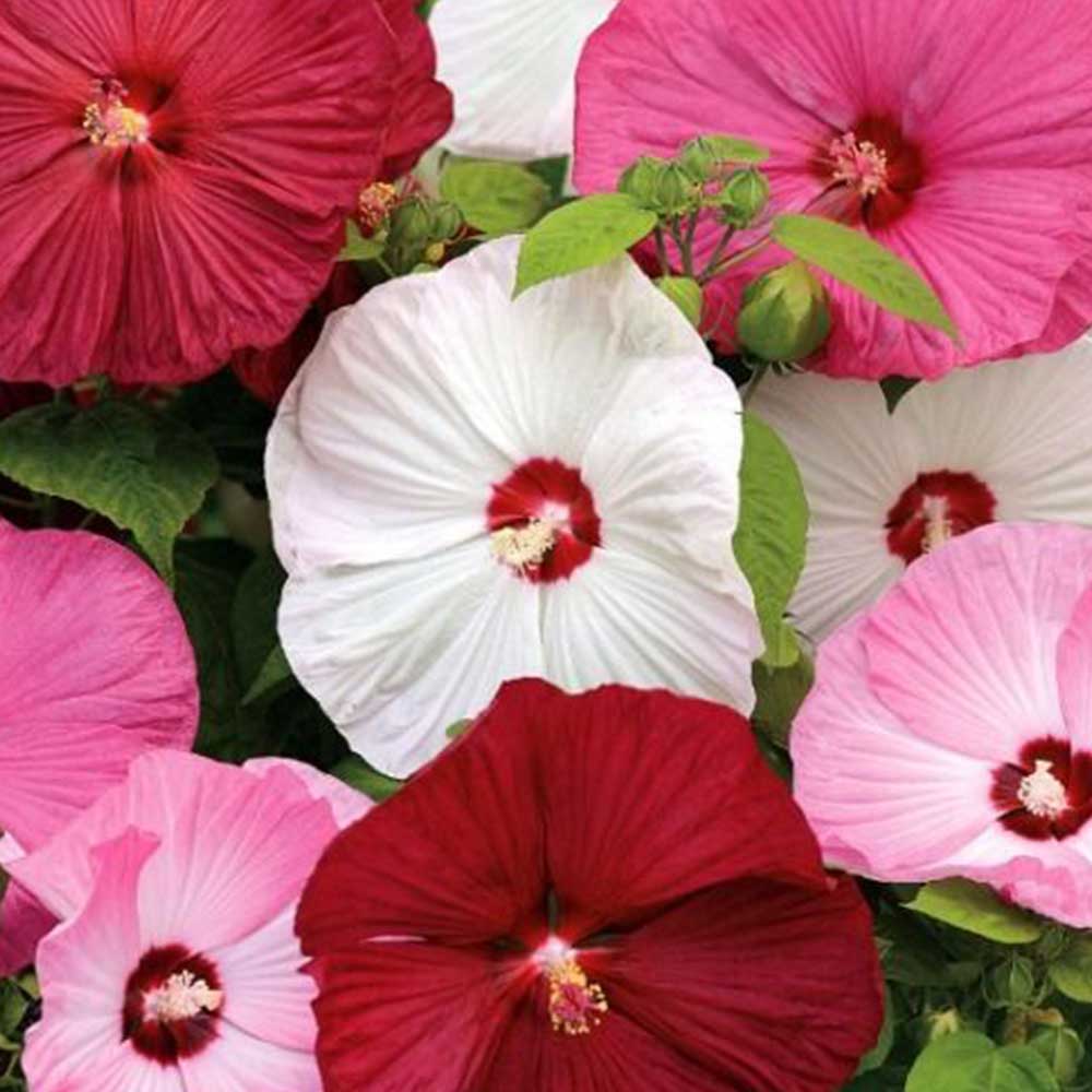 Hibiscus Moscheutos in Varietà - immagine 2