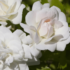 Rosa Ice Drift Bianca