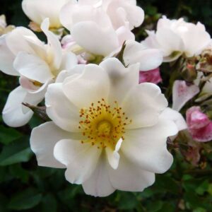 Rosa Ivory Compact