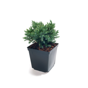 Juniperus Blue Star