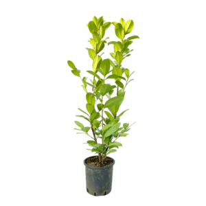 Lauroceraso