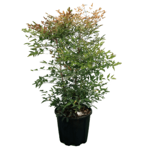 Nandina in varietà