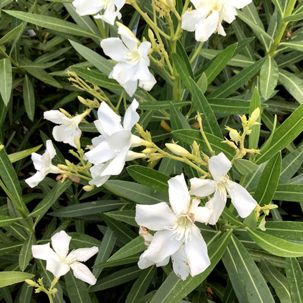 Nerium Oleander - immagine 2