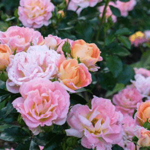 Rosa Peach Drift
