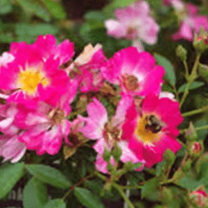 Rosa Pink Drift