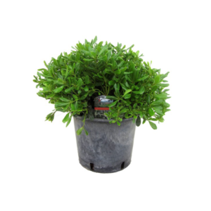 Pittosporum Tobira Nano