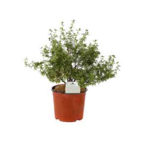 Potentilla Fruticosa