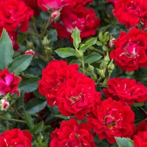 Rosa Red Drift