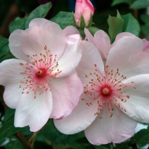 Rosa Astronomia