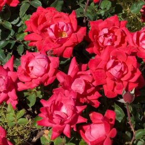 Rosa Double Knock Out