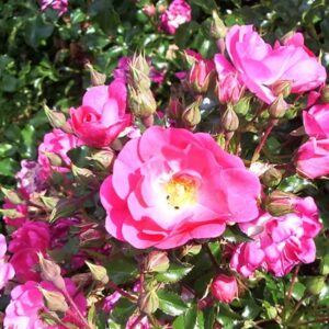 Rosa Neon
