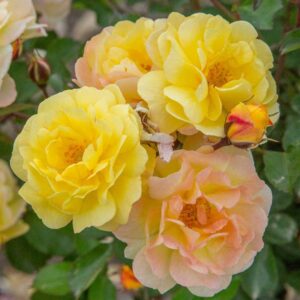Rosa Reve de Paris