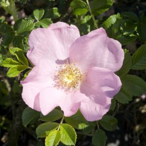 Rosa Rug. Dagmar Hastrup