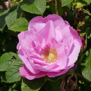Rosa Rugosa Admiration