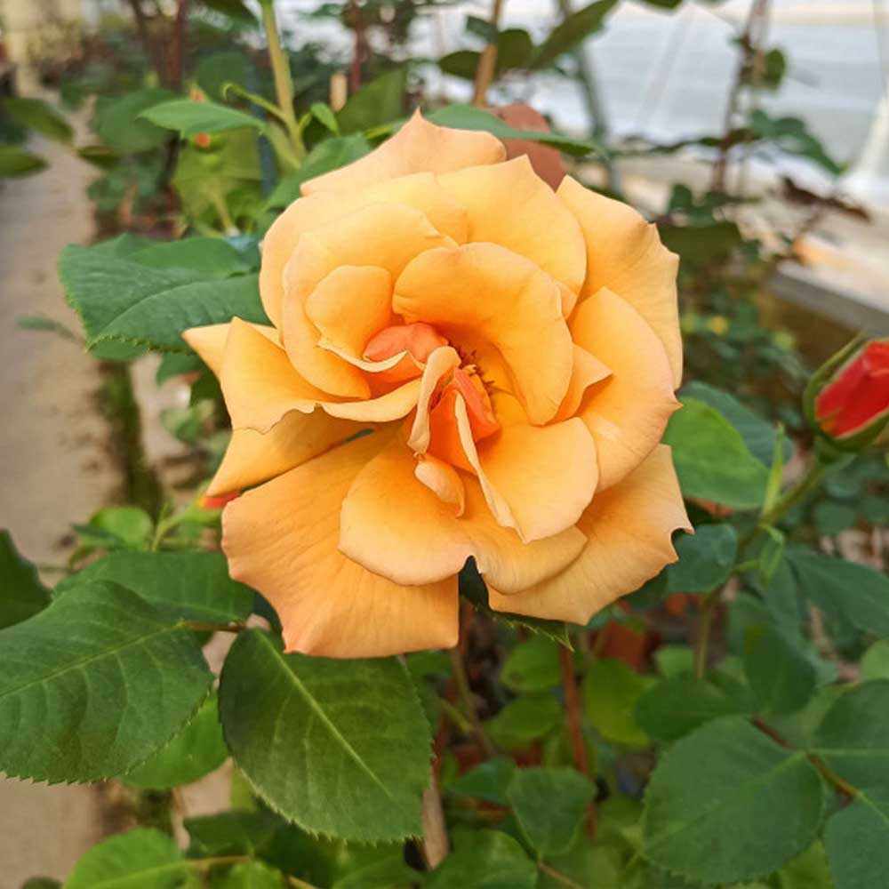 Rosa Tequila