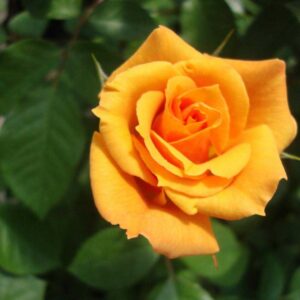 Rosa Tequila Gold