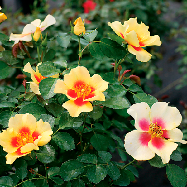 Rosa Ringo Rosa Ringo Solaro – AM Casali Garden Center