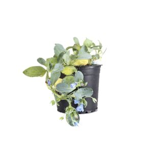 Mertensia maritima